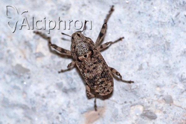 Gasterocercus depressirostris