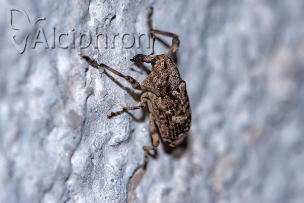 Gasterocercus depressirostris