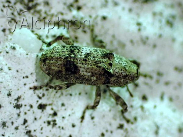 Gasterocercus depressirostris