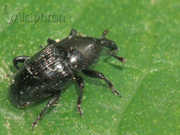 Melanobaris laticollis