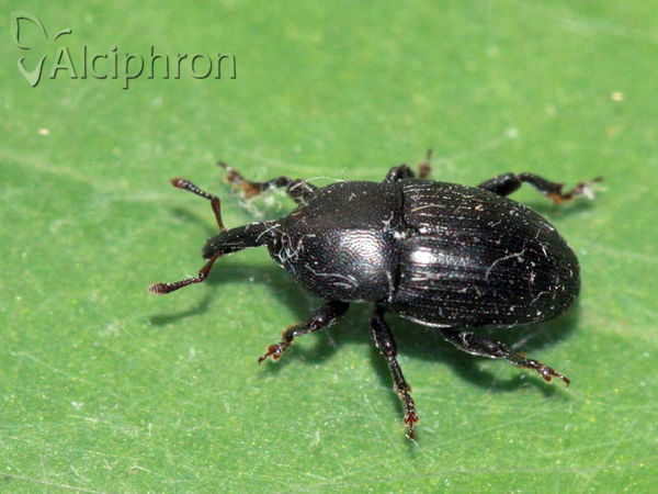 Malvaevora timida