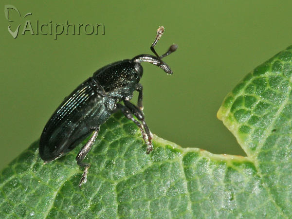 Aulacobaris coerulescens
