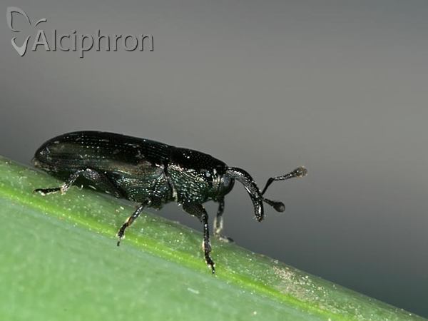 Aulacobaris fallax