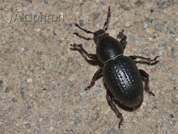 Psallidium maxillosum