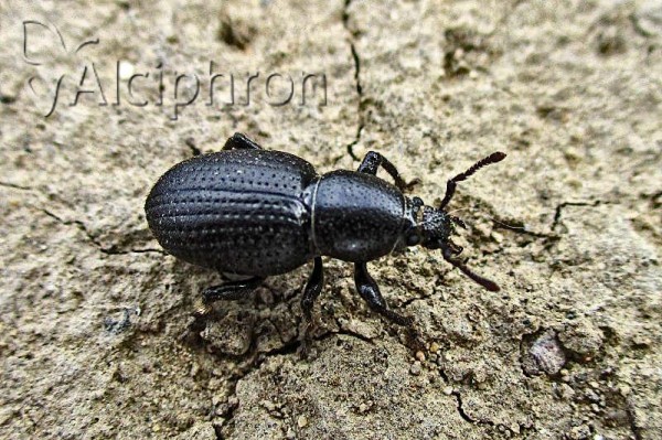 Psallidium maxillosum