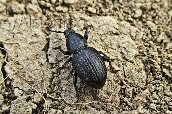 Psallidium maxillosum