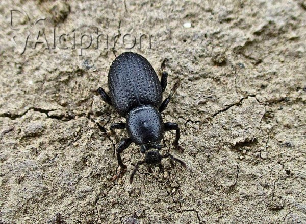 Psallidium maxillosum
