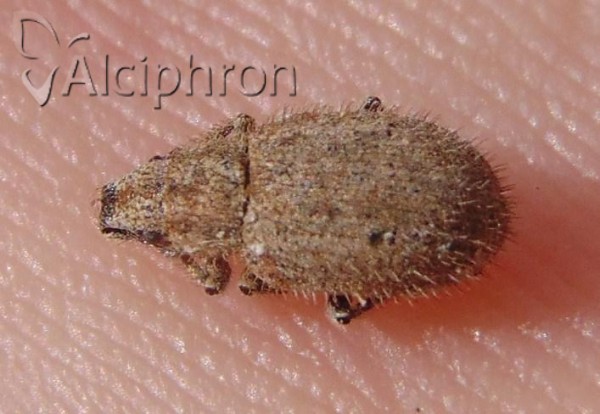 Trachyphloeus asperatus