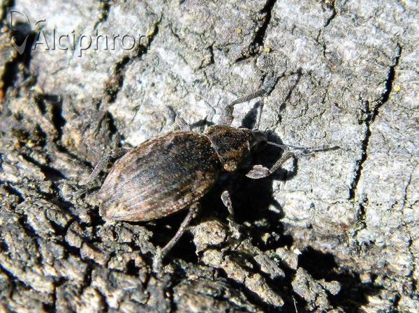 Elytrodon bidentatus