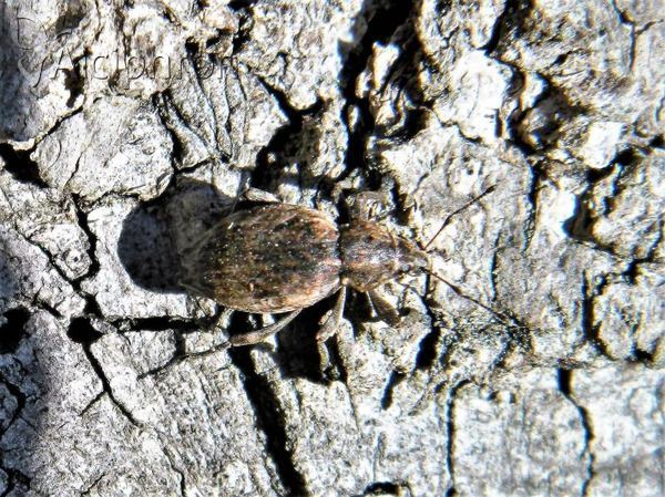 Elytrodon bidentatus