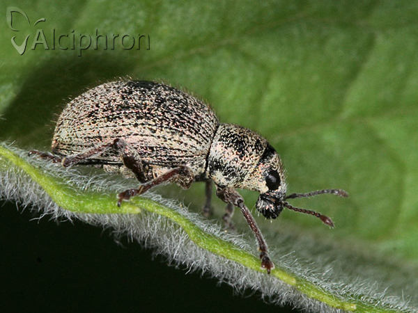 Sciaphobus caesius