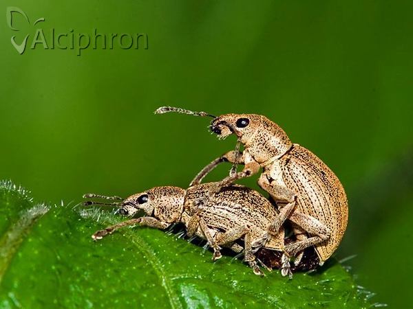 Sciaphobus squalidus