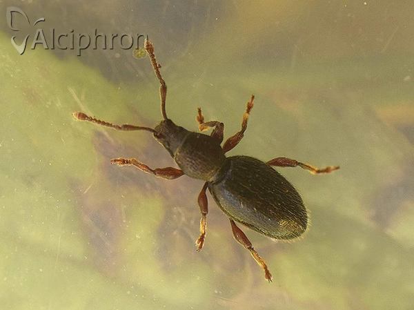 Barypeithes pellucidus