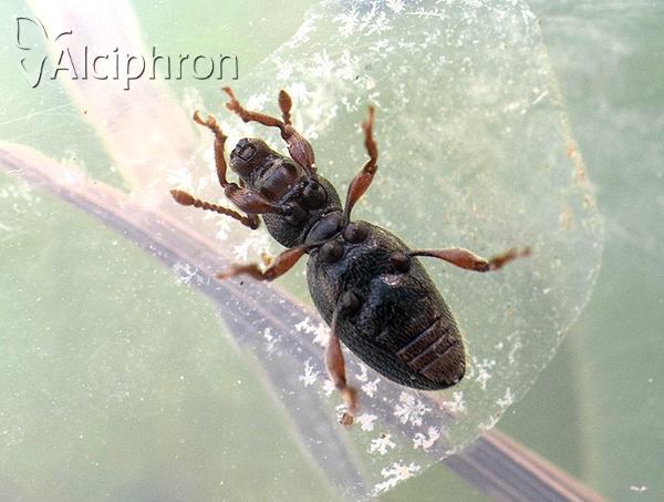 Barypeithes pellucidus