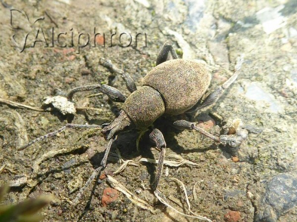 Otiorhynchus bisulcatus