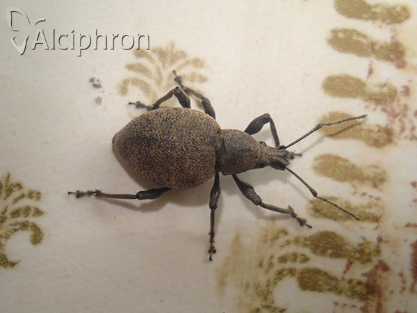 Otiorhynchus bisulcatus