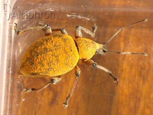 Otiorhynchus bisulcatus