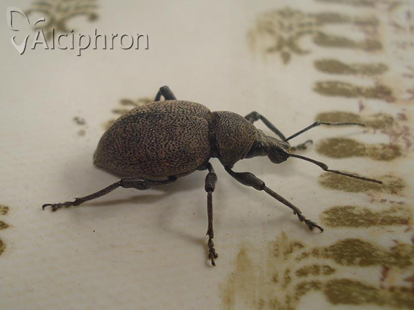Otiorhynchus bisulcatus