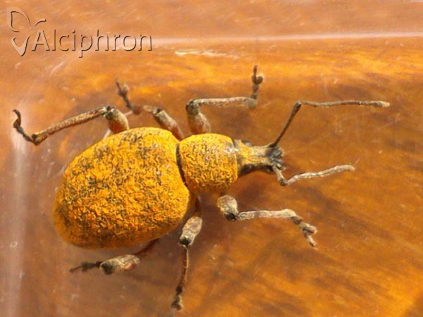 Otiorhynchus bisulcatus