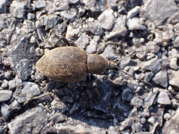 Otiorhynchus bisulcatus