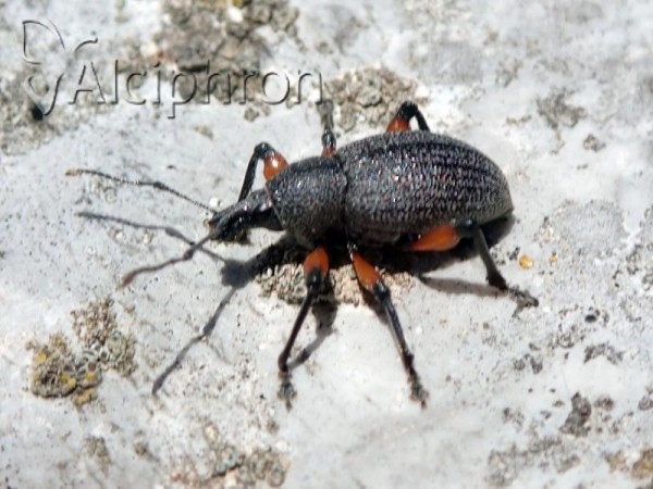 Otiorhynchus cardiniger