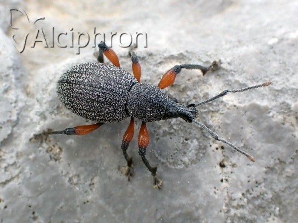 Otiorhynchus cardiniger