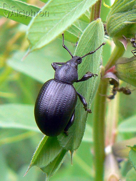 Otiorhynchus laevigatus