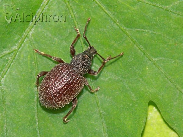 Otiorhynchus rugosostriatus