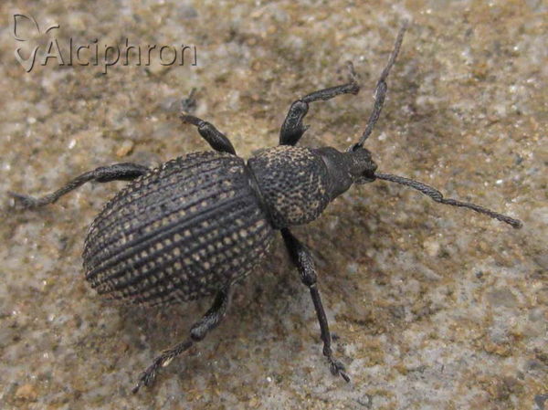 Otiorhynchus sulcatus