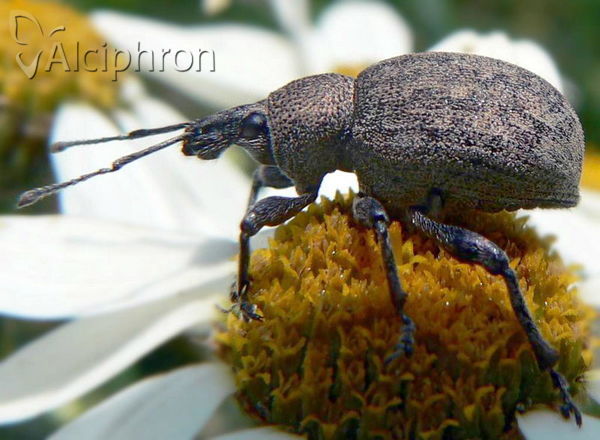 Otiorhynchus ligustici