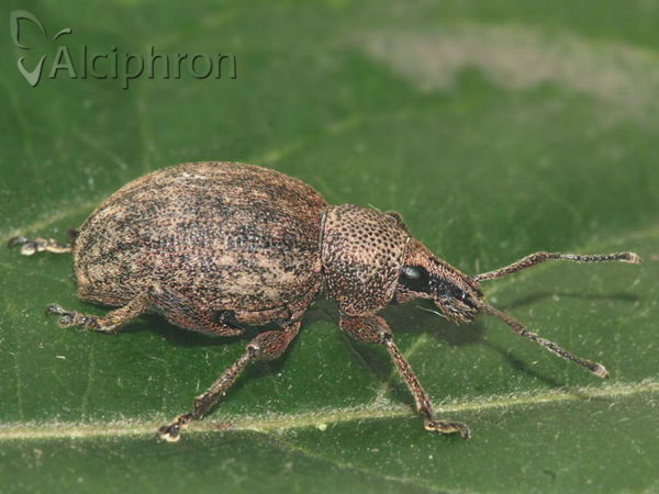 Otiorhynchus ligustici