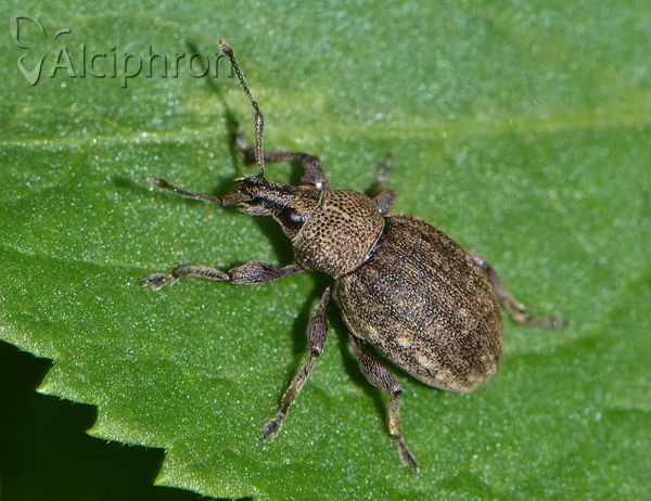 Otiorhynchus ligustici