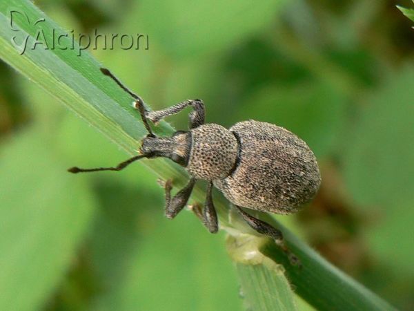 Otiorhynchus ligustici