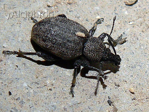 Otiorhynchus ligustici