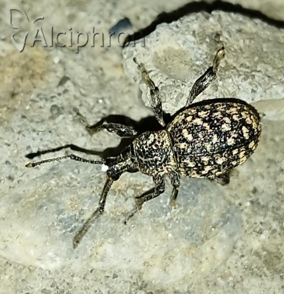 Otiorhynchus conspersus