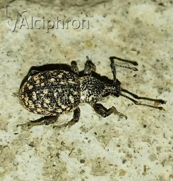Otiorhynchus conspersus