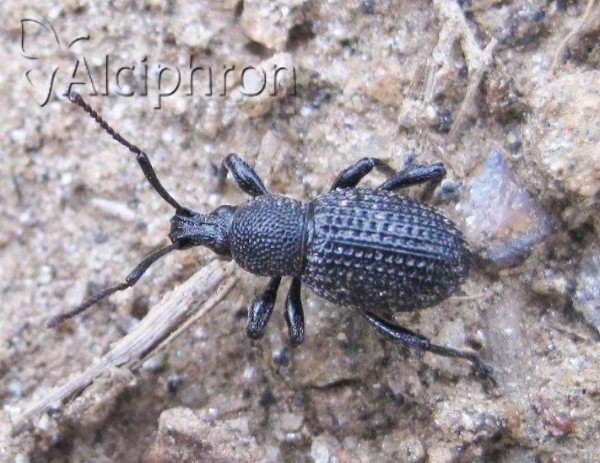 Otiorhynchus pinastri
