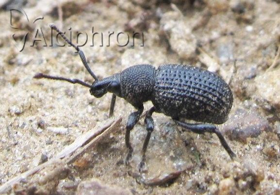Otiorhynchus pinastri