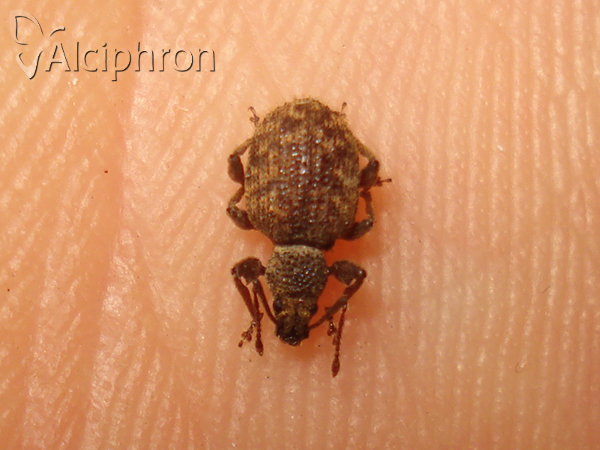 Otiorhynchus crataegi