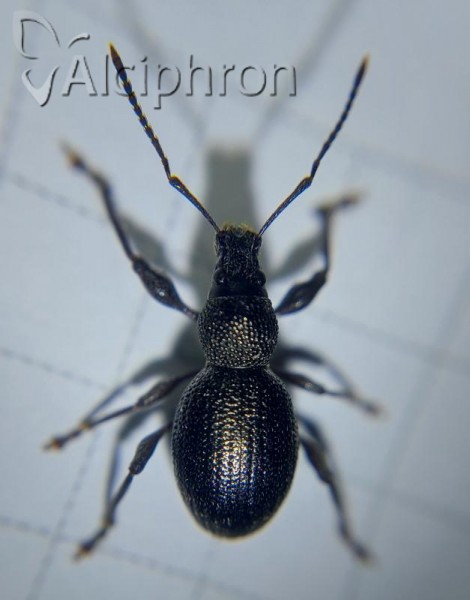 Otiorhynchus ovalipennis