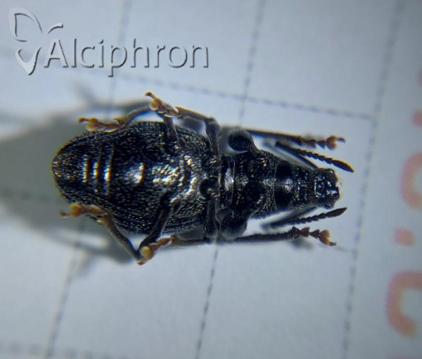 Otiorhynchus ovalipennis