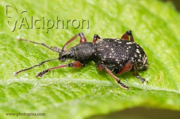 Dodecastichus aurosignatus