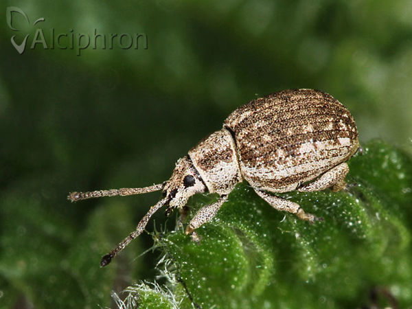 Peritelus familiaris