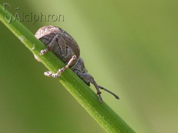 Peritelus familiaris