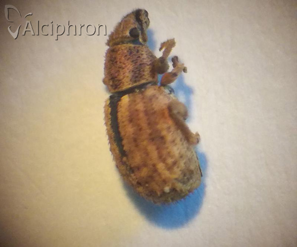Strophosoma melanogrammum