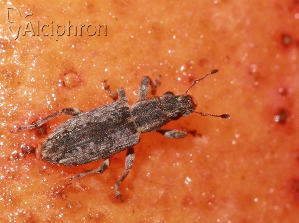 Sitona callosus