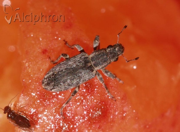 Sitona callosus
