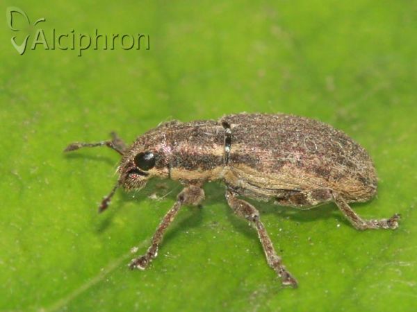 Sitona humeralis