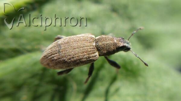 Sitona humeralis