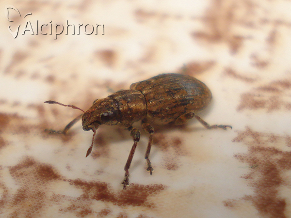 Sitona lepidus